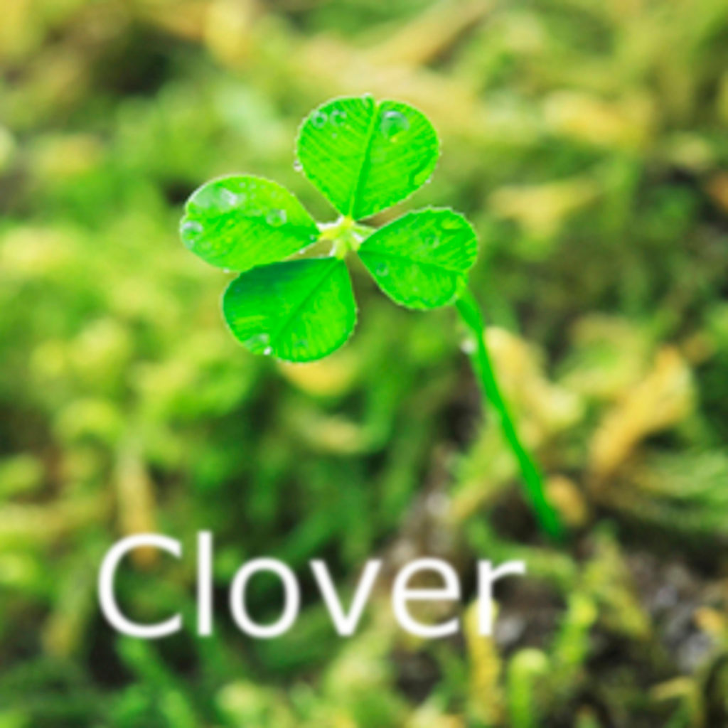 sou.universe【Clover】