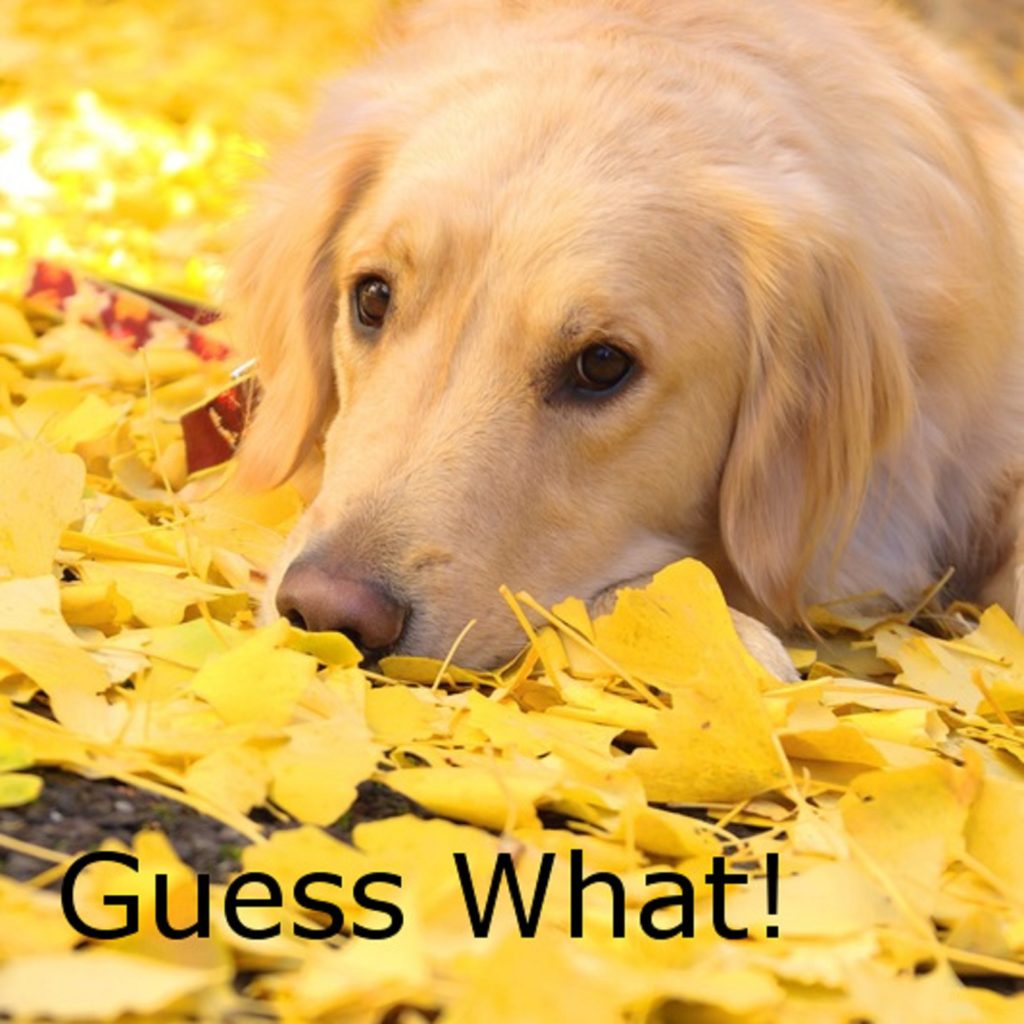 sou.universe【Guess What!】
