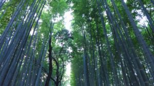嵐山の竹林